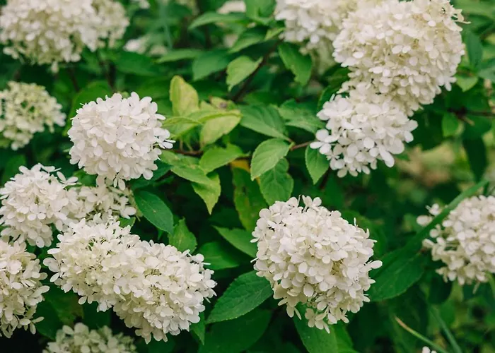 Ferring Neest * Midlum (Schleswig-Holstein)